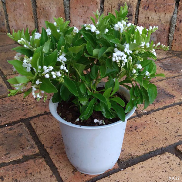 デュランタ：ホワイトラブ（白花・アルバ）4号鉢植え・ボサ仕立て