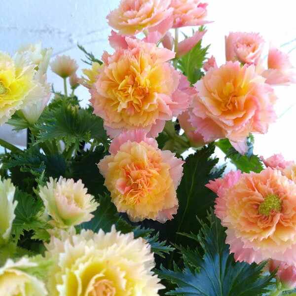 �����������٥��˥�����ͥå��󥹥��ꥨ��5��ȭ����