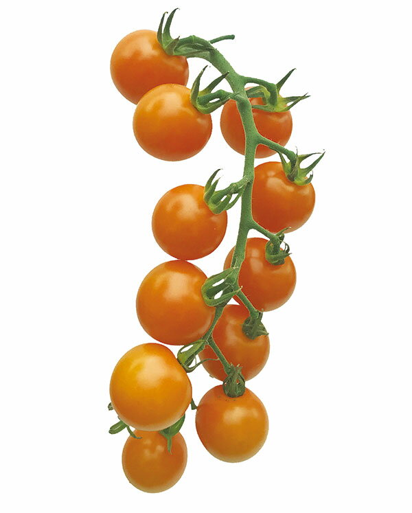 野菜の苗/トマトのかんたん栽培セット：ミニトマト：こあまちゃん(R)オレンジ