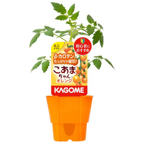 野菜の苗/トマトのかんたん栽培セット：ミニトマト：こあまちゃん(R)オレンジ