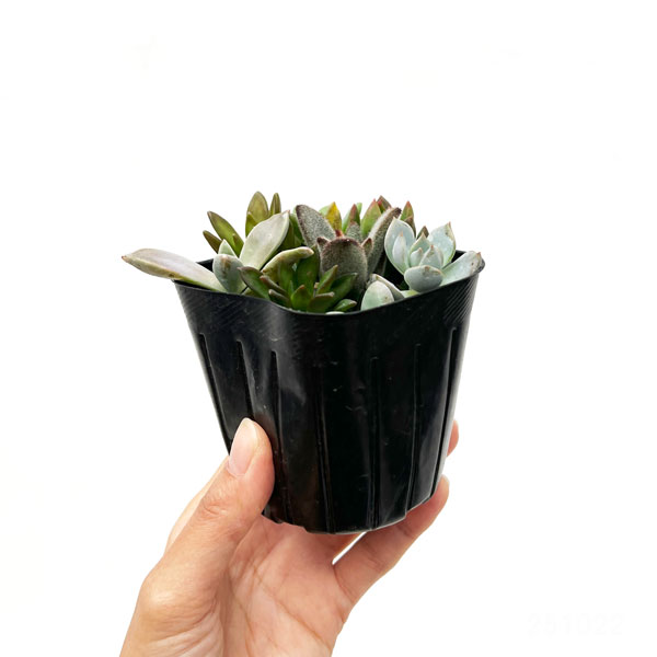 観葉植物/多肉植物かわいい寄せ植え2.5号ポット