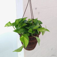 観葉植物/ポトス：グローバルグリーン5号吊り鉢