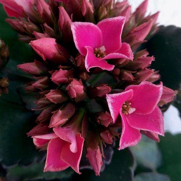 ����󥳥����ԥȥ�ԥ�4��ȭ����