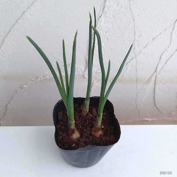 �����ꥹ�����ּ�3��ݥå�