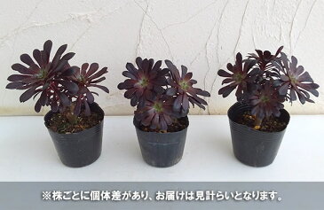 観葉植物/アエオニウム：黒法師（クロホウシ）枝づくり3号ポット