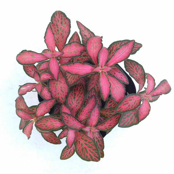 ���տ�ʪ/�ե��åȥ˥�������ե졼��3��ݥå�