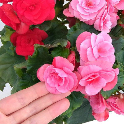 ベゴニアの育て方 栽培で気になる植え替え時期や冬越し方法含めて解説 暮らし の ベゴニアの育て方 栽培で気になる植え替え時期や冬越し方法含めて解説 暮らし の