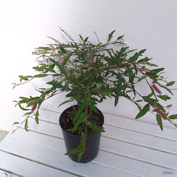 花木 庭木の苗/グレビレア：プーリンダロイヤルマントル6号鉢植え