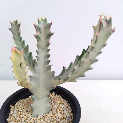 ホワイトゴースト 植物図鑑 ホワイトゴースト 植物図鑑