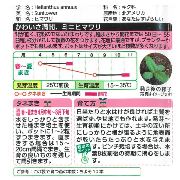 ヒマワリ：F1スマイルラッシュ（矮性種）[タキイ 花タネ]