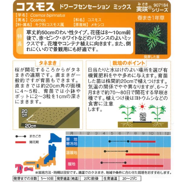 コスモス：ドワーフセンセーションミックス[サカタ 花タネ]