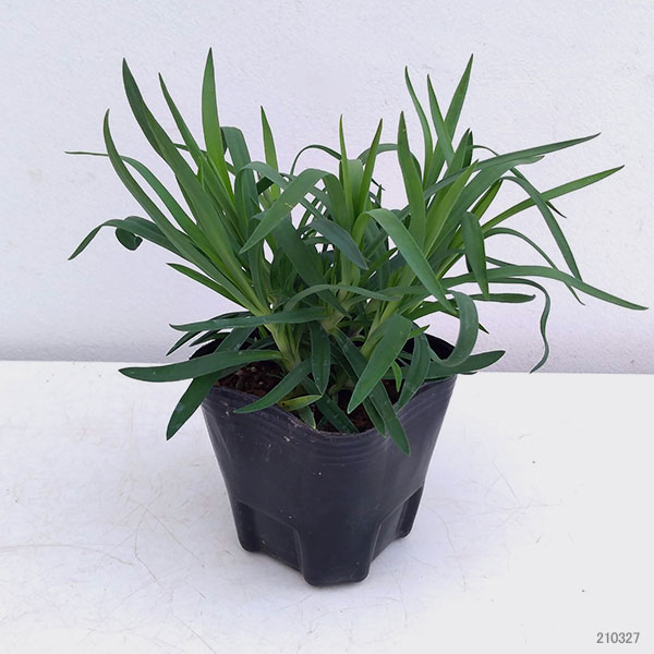 草花の苗/カーネーション：アロマピンク3号ポット 6株セット