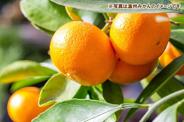 �̼�����/�ߥ��󡧲����ߤ��� �������ޡ������4-5��ݥå�