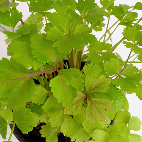 ハーブの苗/クッキングハーブ：スープセロリ3.5号ポット