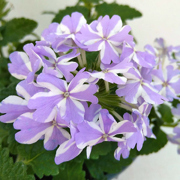 草花の苗/バーベナ：スーパーべナアイストゥインクル4号ポット