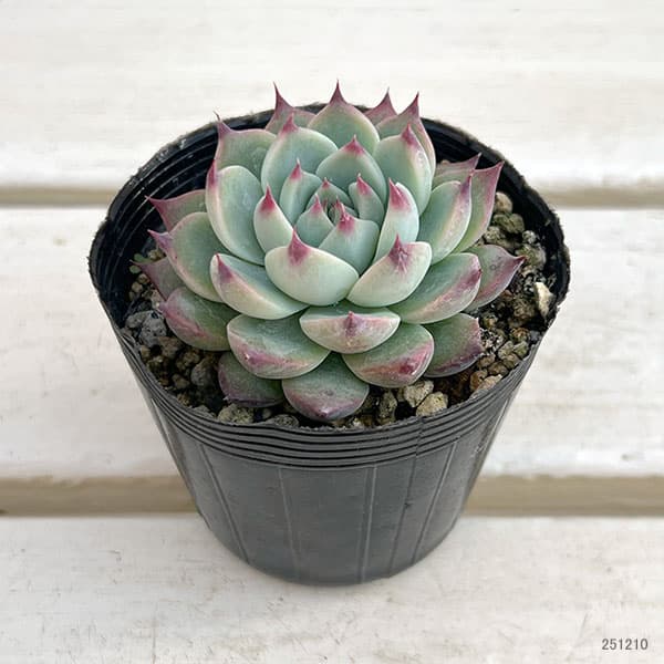 観葉植物/エケベリア：桃太郎（モモタロウ） 2.5号ポット