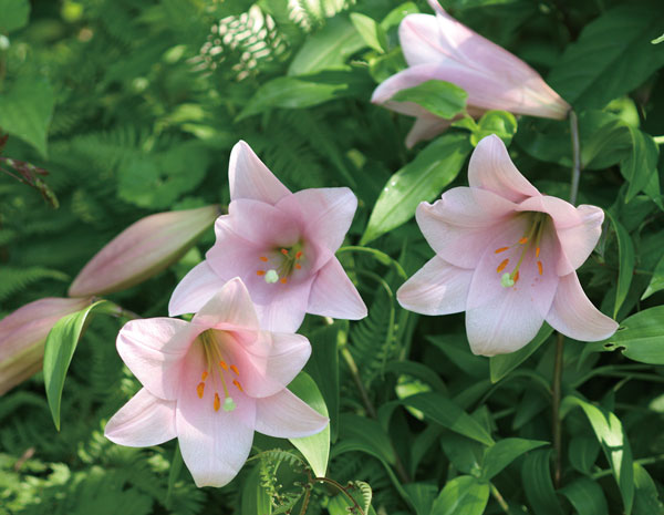 �ƥåݥ�����Ŵˤɴ��ˡ��ޥ˥ե�����1��