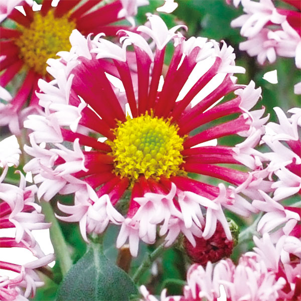 草花の苗/キク（菊）：アンドロメダ3号ポット
