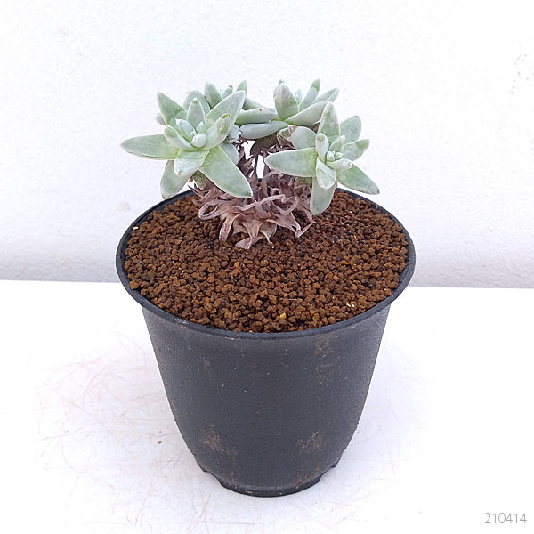 観葉植物/ダドレア：グリーニー 3号鉢植え