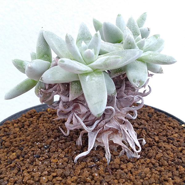 観葉植物/ダドレア：グリーニー 3号鉢植え