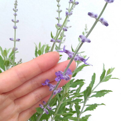 ロシアンセージの育て方講座 植え方のコツや 冬になると枯れて見える理由を解説 暮らし の ロシアンセージの育て方講座 植え方のコツや 冬になると枯れて見える理由を解説 暮らし の