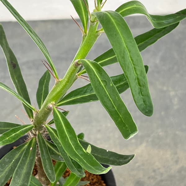 観葉植物/パキポディウム：サキュレンタム　3号鉢植え*