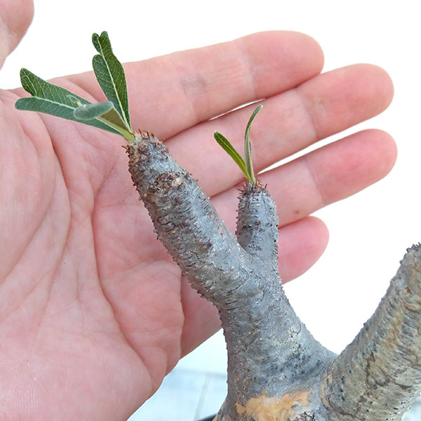 グラキリスの育て方は 増やし方や剪定など枯れない栽培ポイントをご紹介 暮らし の グラキリスの育て方は 増やし方や剪定など枯れない栽培ポイントをご紹介 暮らし の