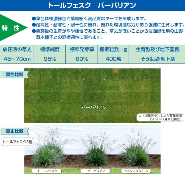 芝の種：トールフェスク バーバリアン 1kg入り engei2-10261785 園芸ネット プラス サンプル画像2