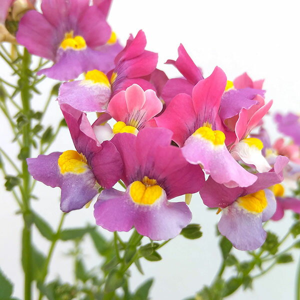 草花の苗/ネメシア：メーテル　アンナ3.5号ポット 12株セット