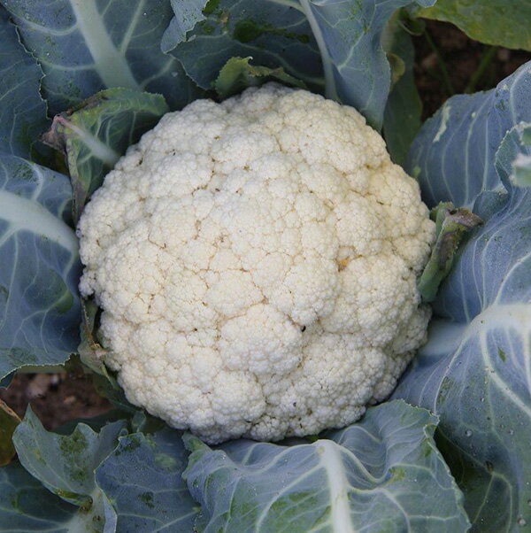 野菜の種：カリフラワー（フローラ ブランカ）[タネ]