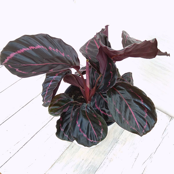 観葉植物/カラテア：ロゼオピクタ　ドッティ　5号鉢植え