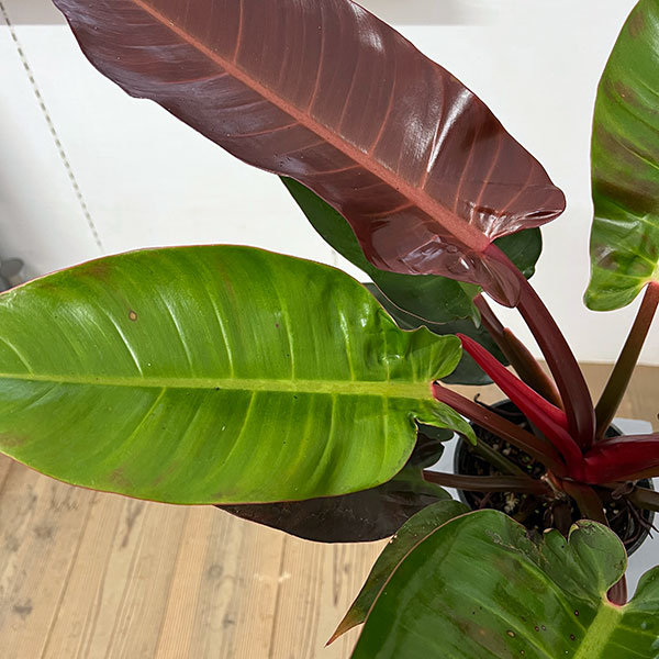 ���տ�ʪ/�ե����ǥ�ɥ��󡧥����å� 5��ȭ����