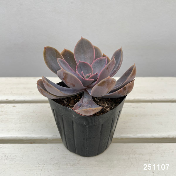 観葉植物/エケベリア：パールフォンニュルンベルグ 3号ポット