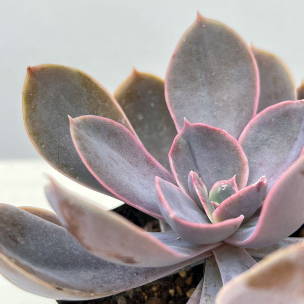 観葉植物/エケベリア：パールフォンニュルンベルグ 3号ポット