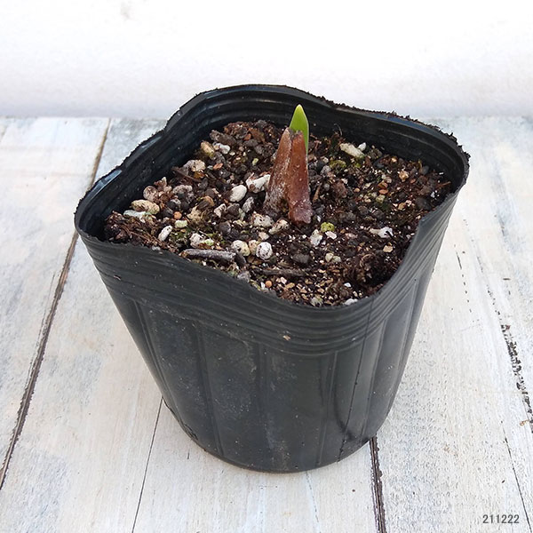 ���塼��åס���ź餭�ʼ�ߥå���3�� 5�ݥåȥ��å�