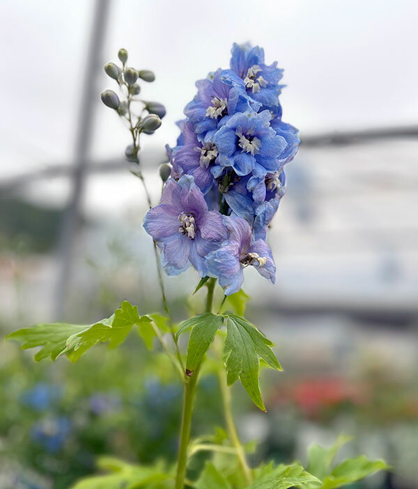 ��֤���/�ǥ�ե��˥��ࡧ�ޥ��å��ե���ƥ󥹥����֥롼3��ݥå�2�����å�