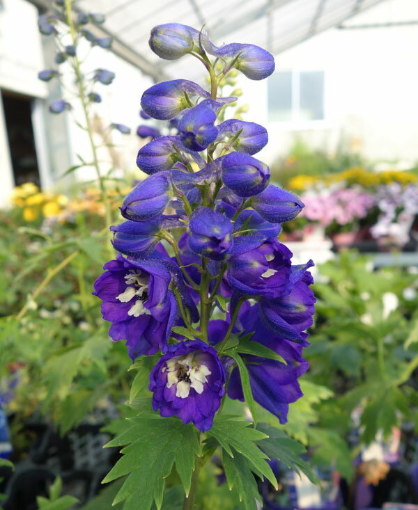 デルフィニウムの花言葉 贈る花にピッタリ その意味と由来とは 暮らし の