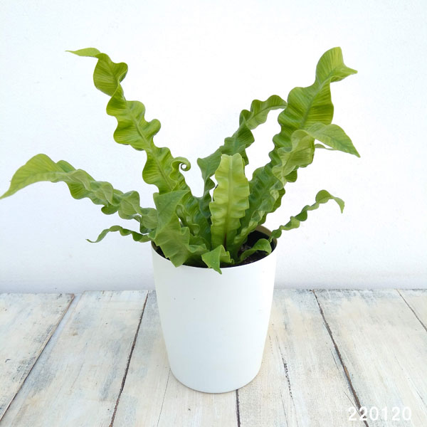 観葉植物/アスプレニウム：エメラルドウェーブ 4号鉢植え