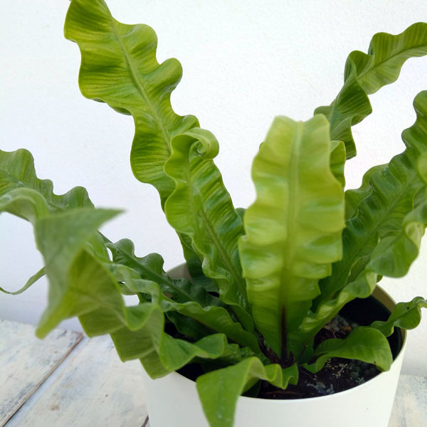 観葉植物/アスプレニウム：エメラルドウェーブ 4号鉢植え