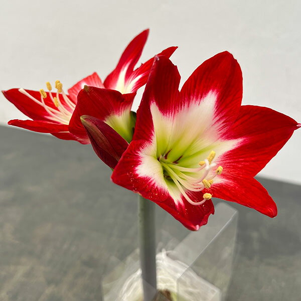 球根/（わけあり特価）アマリリス：メイクアップアマリリス・赤白