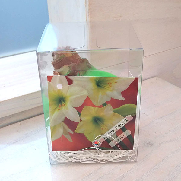 球根/（わけあり特価）アマリリス：メイクアップアマリリス・ライム