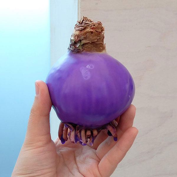 球根/（わけあり特価）アマリリス：メイクアップアマリリス・白ピコティ