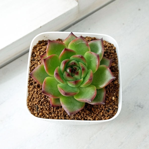 観葉植物/エケベリア：ムーンストーン 2.5号ポット