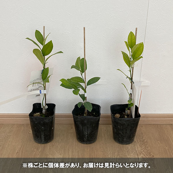 果樹の苗/レモン：赤ミニレモン4〜4.5号ポット