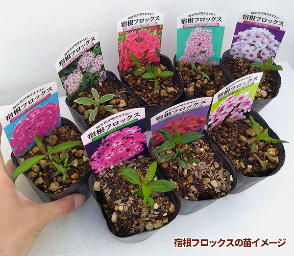 草花の苗/宿根フロックス：レッドライディングフット4号ポット