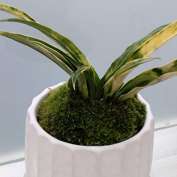 観葉植物/オモト（万年青）：姫牡丹・鉢植え／リベロ白マットS・皿付