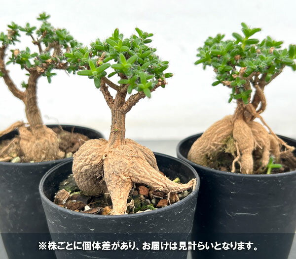 観葉植物/トリコディアデマ：ブルボスム 姫紅小松 3号鉢