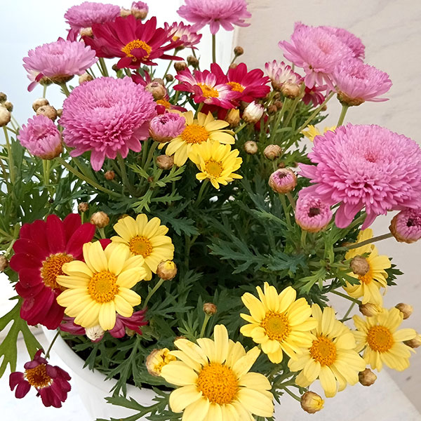 �ޡ�����åȡ�3����6��ȭ�����ʲֿ����ޤ�����