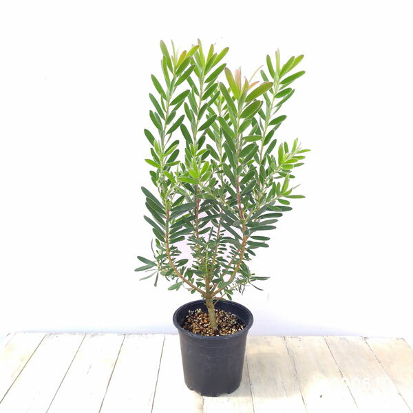 花木 庭木の苗/リューカデンドロン：サファリサンセット5号