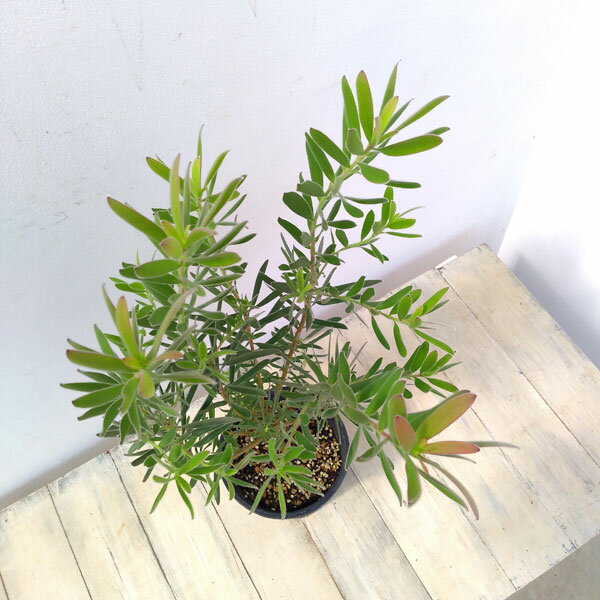 花木 庭木の苗/リューカデンドロン：サファリサンセット5号